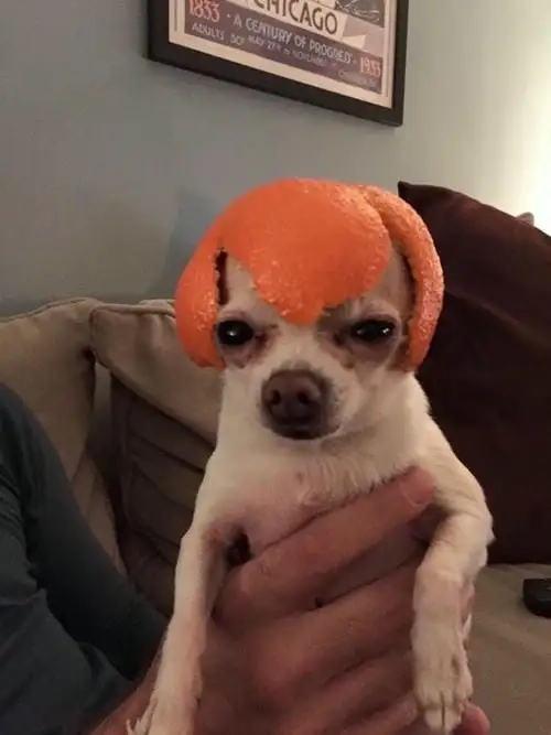 Biểu cảm căng cực từ chihuahua meme angry