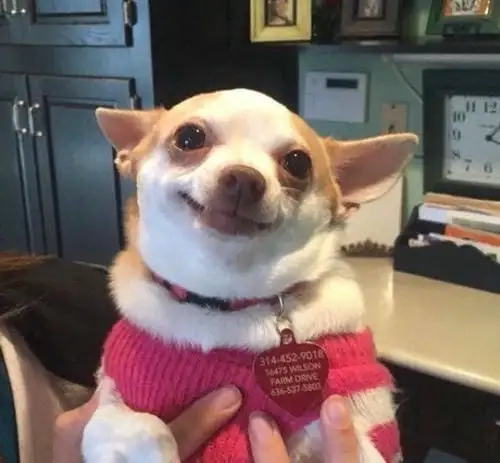 Phản ứng gay gắt từ chihuahua meme car gây bão