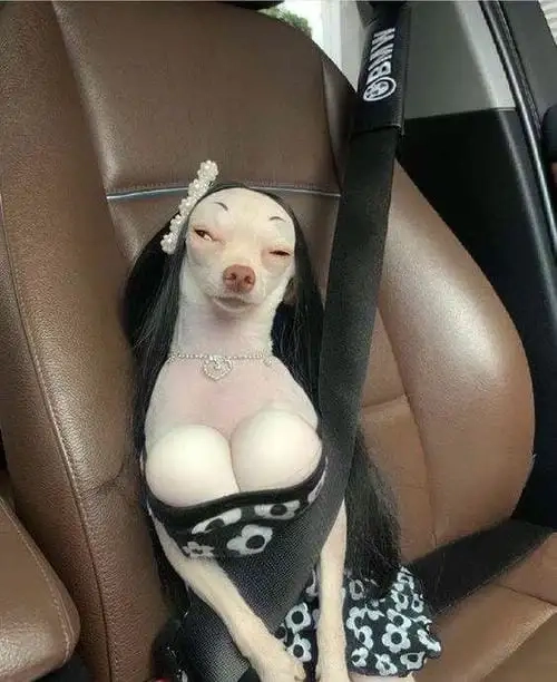 Đẫm nước mắt với chihuahua meme crying in pillow