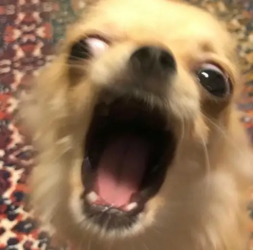 Ngọt lịm tim với chihuahua meme cute cực dễ thương