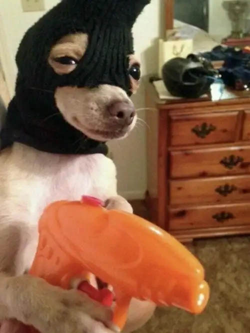 Bộ sưu tập meme đặc trưng của chihuahua meme dog