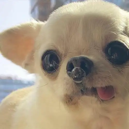 Siêu phẩm fanart chihuahua meme drawing khiến bạn thốt lên