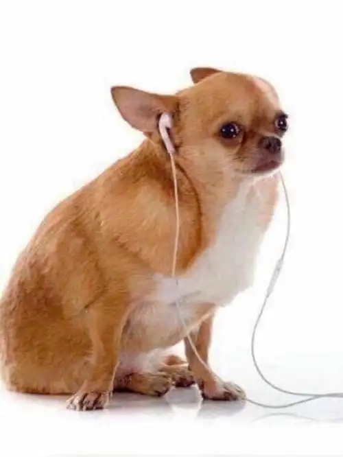  Tuyển chọn ảnh chihuahua meme siêu lầy, siêu dễ thương 