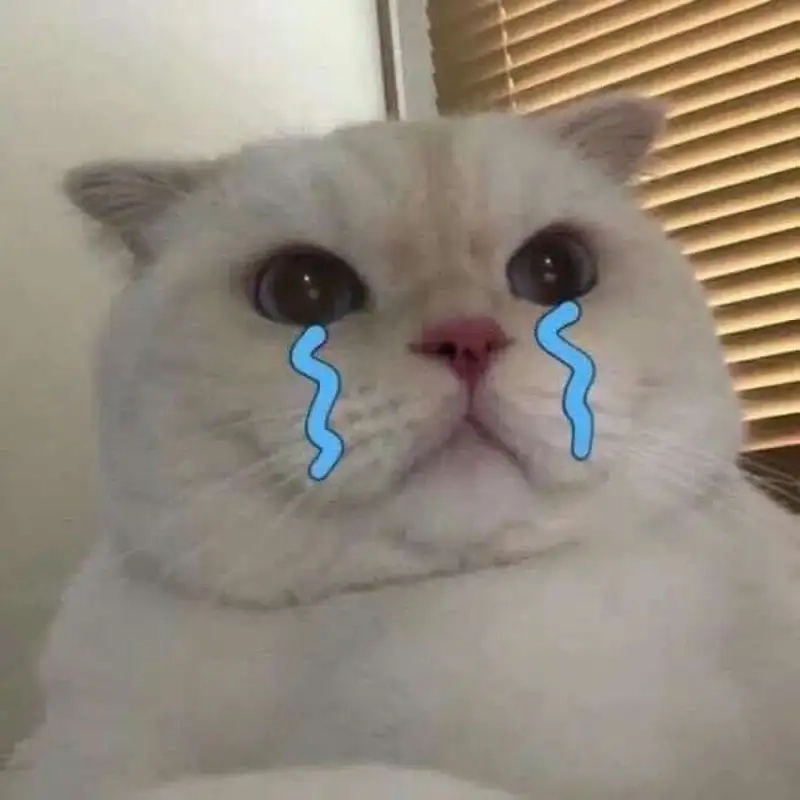 Fan không thể bỏ lỡ loạt kitten crying cats meme cực dễ thương