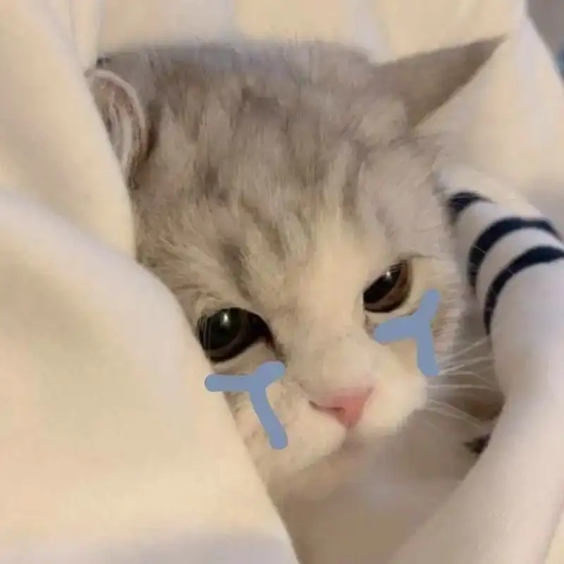Cười sảng khoái cùng meme mèo cry siêu đáng yêu