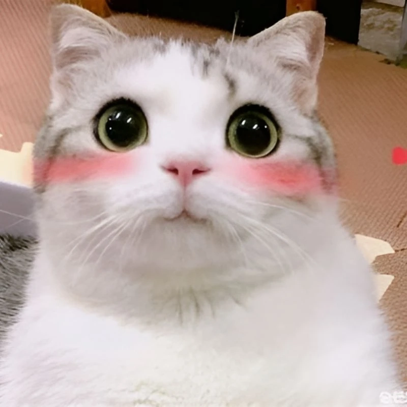 Mỗi lần troll xong lại kiểu mèo cười meme