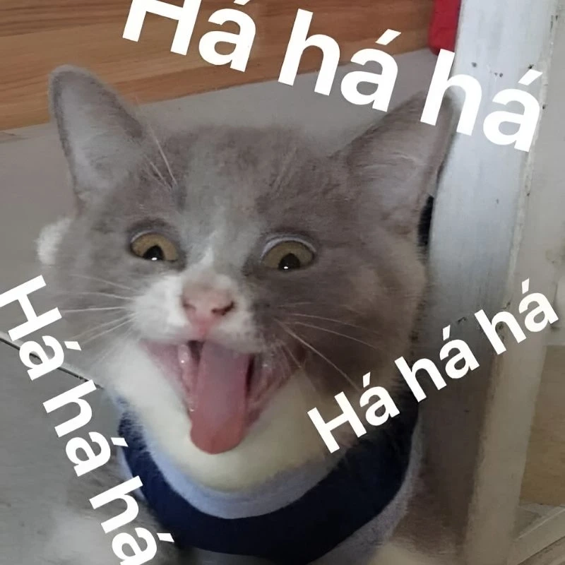 Mỗi lần thắng cãi nhau lại bật meme mèo cười đểu