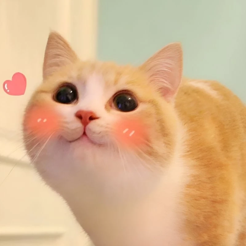 Đáng yêu mà đầy thâm hiểm con mèo cười meme