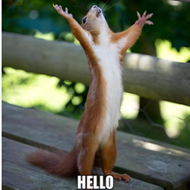 Mỗi lần gặp lại là một lần chill với hello everyone meme