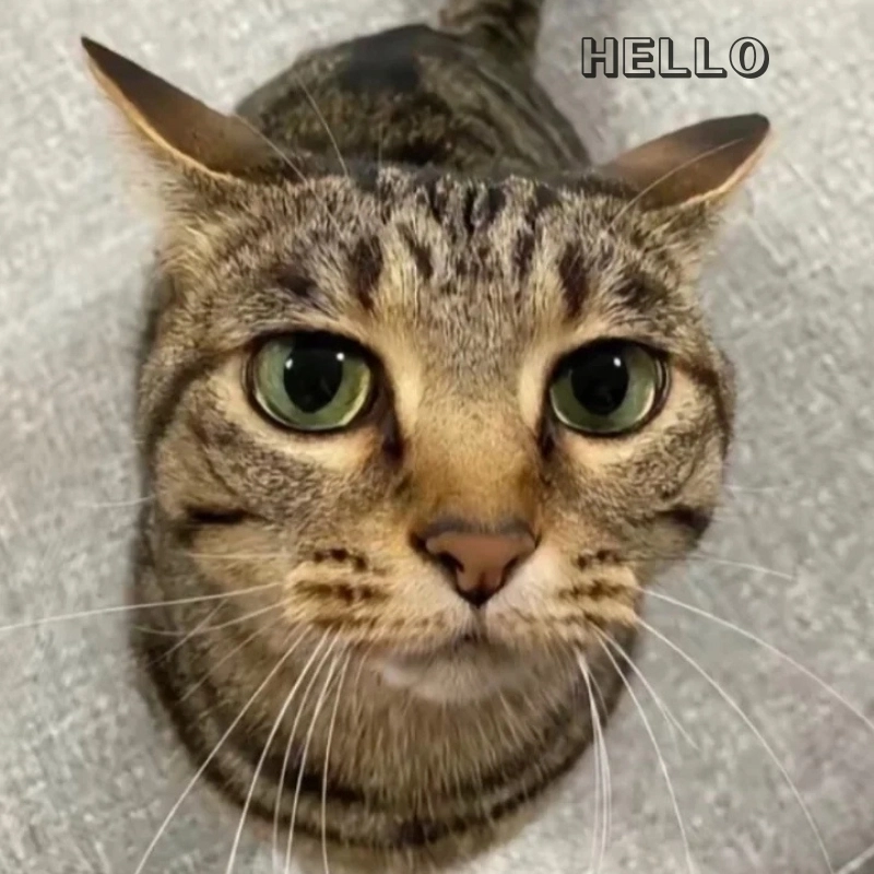 Bùng nổ cảm xúc cùng cat hello meme hài hước khó cưỡng
