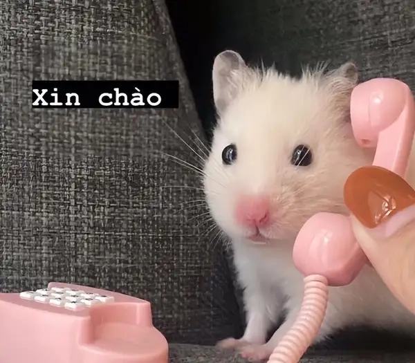 Bật mode lãng mạn với hello love meme nhẹ nhàng mà đốn tim
