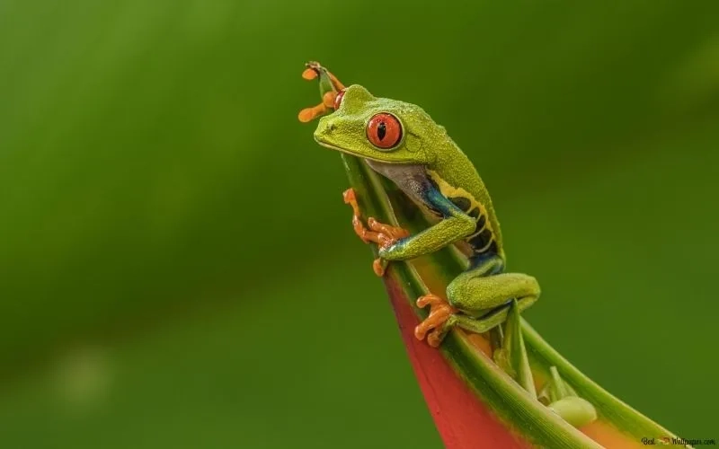 Độc đáo với avatar con ếch vô tri