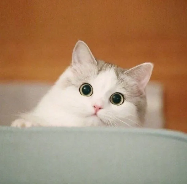 Thử avatar ảnh mèo siêu yêu