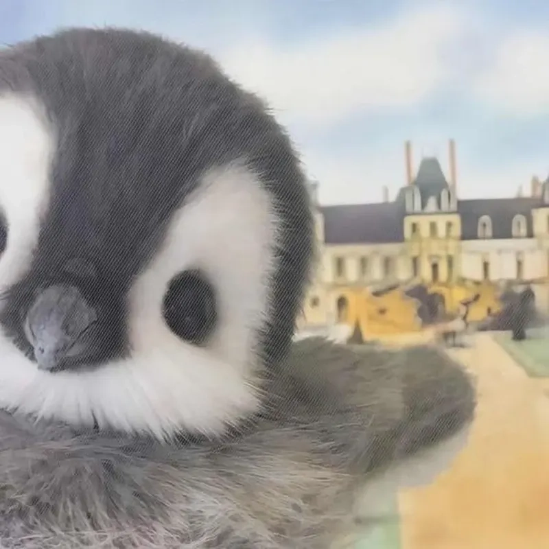 Khám phá chim cánh cụt con chim cánh cụt