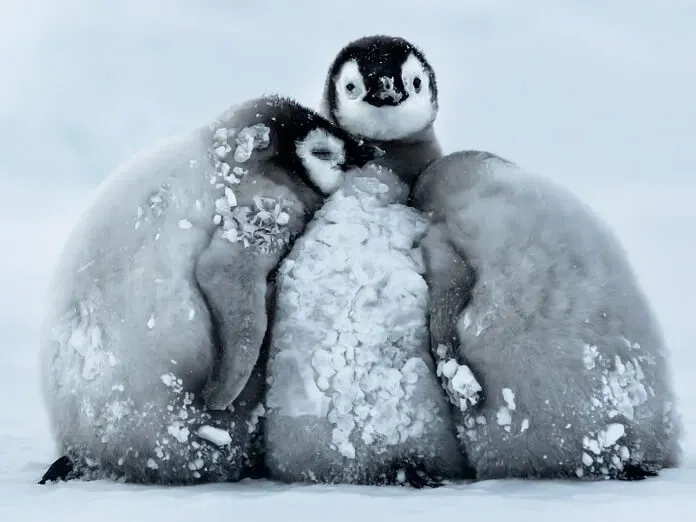 Ngắm chim cánh cụt nhỏ cực dễ thương