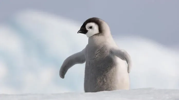 Xem ngay một con chim cánh cụt đáng yêu