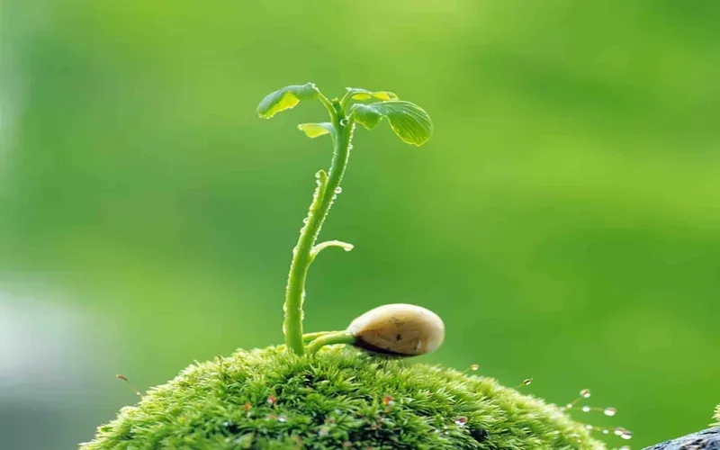 Ngắm trọn ảnh thiên nhiên 4k đẹp ấn tượng