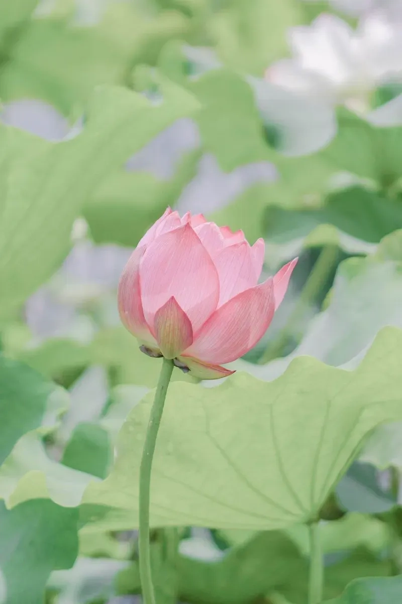 Khám phá hình nền máy tính thiên nhiên 4k đỉnh cao