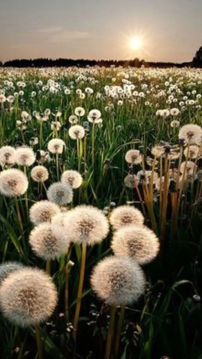 Hình nền dt anime đẹp và avatar điện thoại xinh