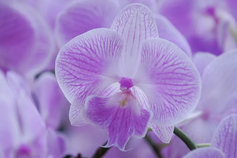 Khám phá hình nền máy tính màu tím cute siêu đáng yêu