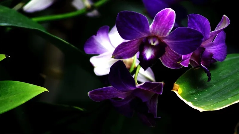 Tham khảo hình nền máy tính màu tím đẹp cực ấn tượng