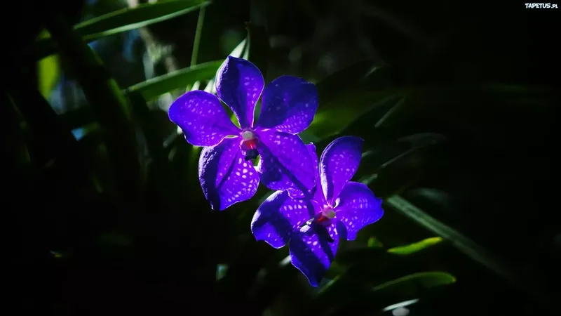 Cập nhật nền máy tính màu tím mới nhất hôm nay