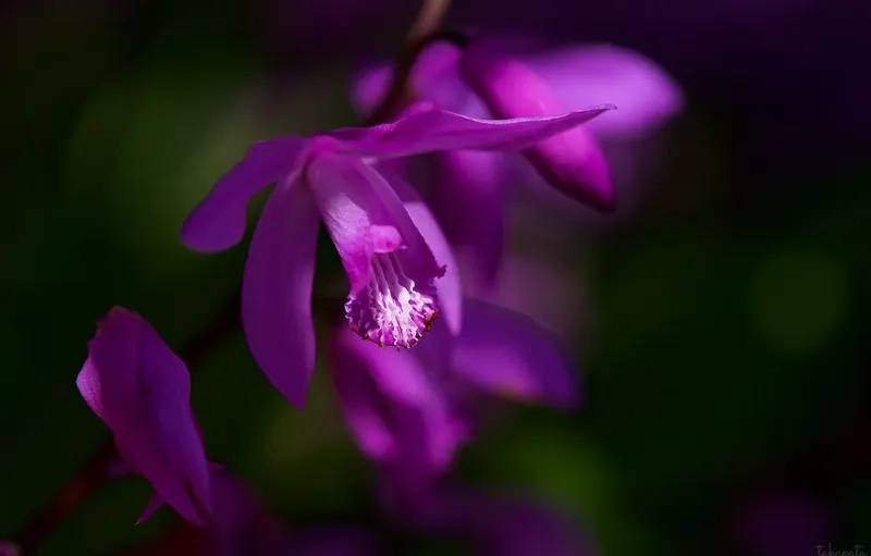 Ngắm nhìn hình nền hoa màu tím đẹp dịu dàng tinh tế