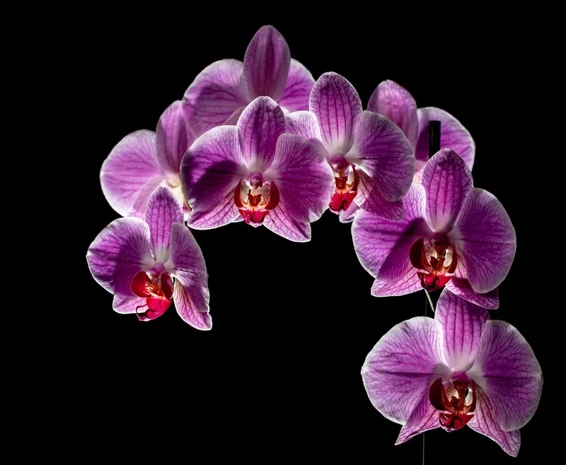 Khám phá hình nền điện thoại cute màu tím siêu dễ thương