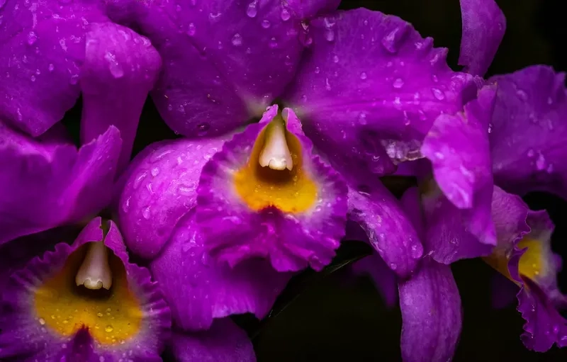 Chiêm ngưỡng hình nền điện thoại màu tím dễ thương đáng yêu