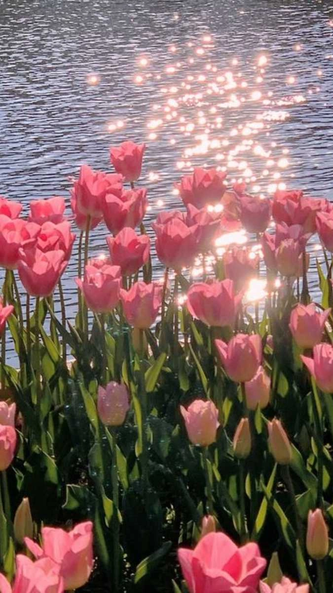 Sở hữu hình nền hoa chill rực rỡ