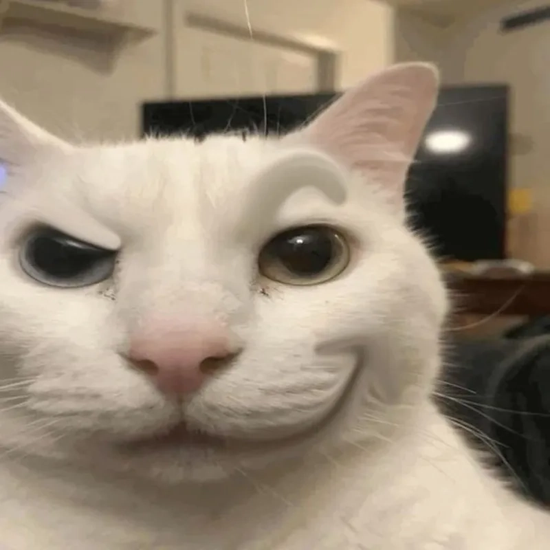 Đắm chìm trong dễ thương cùng hình nền mèo meme siêu cute