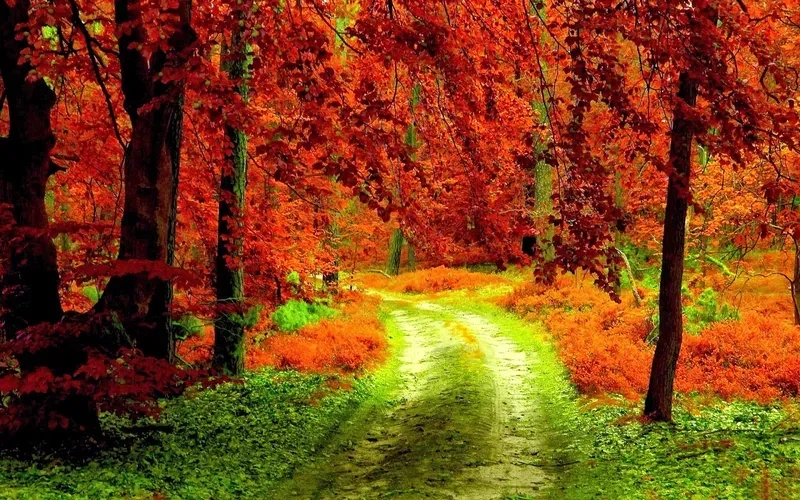 Khám phá ảnh thiên nhiên 3d sống động