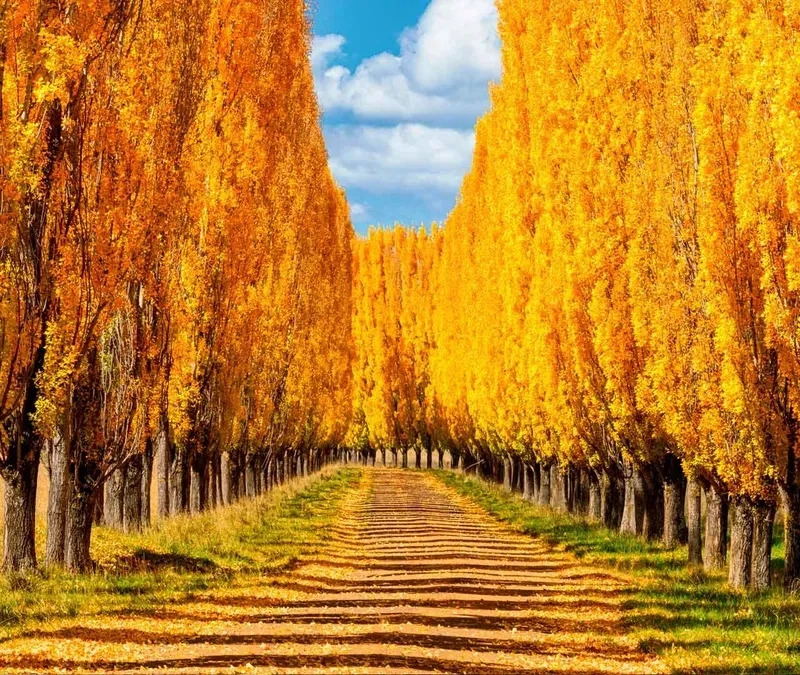 Đổi mới hình nền điện thoại 3d thiên nhiên cực chất