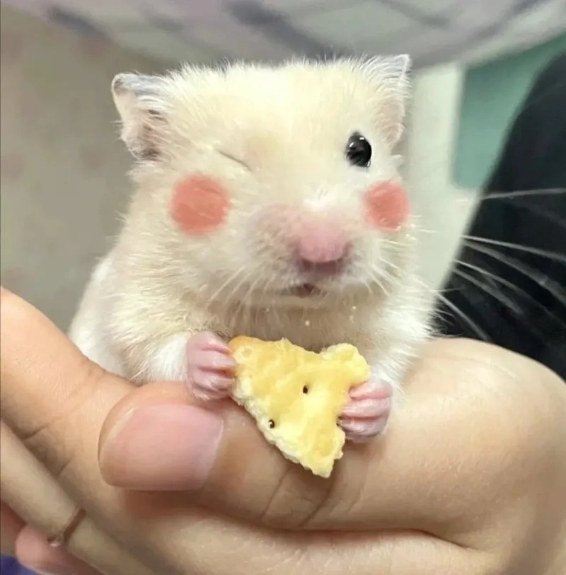 Dễ thương quá mức với ảnh con chuột hamster meme