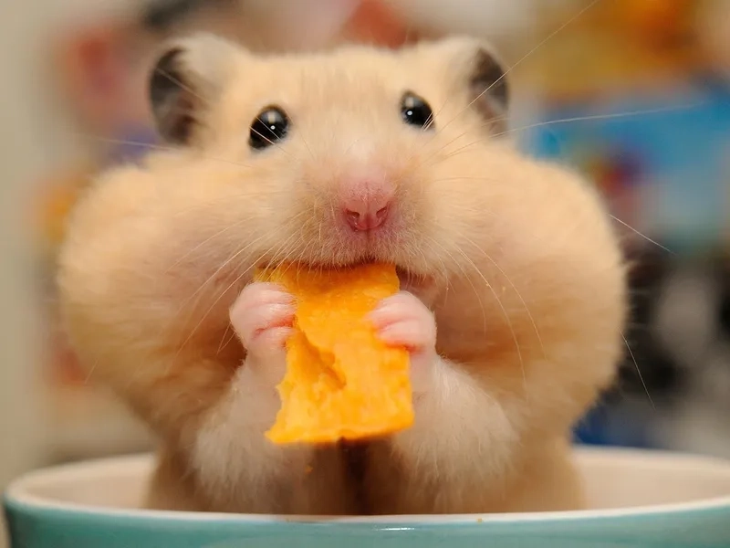 Siêu dễ thương là con chuột hamster meme