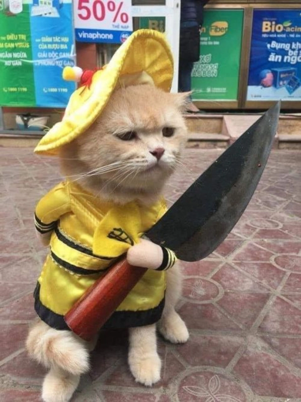 Thư giãn mỗi ngày cùng meme mèo cute siêu hài