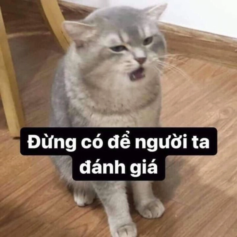 Xem xong meme mèo cười cute là hết buồn ngay