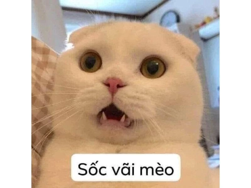 Xả stress cùng ảnh mèo chế cute siêu hài