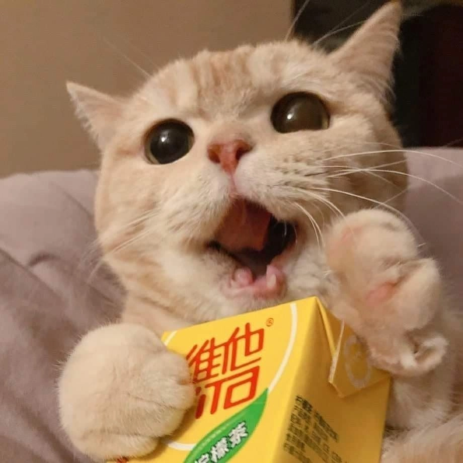  Tổng hợp ảnh meme ảnh cute khiến bạn cười nghiêng ngả 