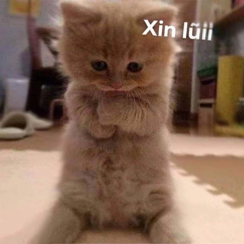 Cùng cười với meme mèo dễ thương mỗi ngày