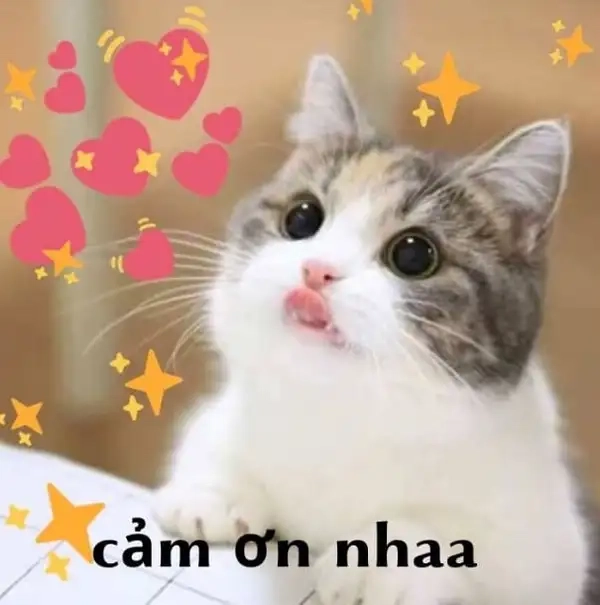 Fan mèo không thể bỏ lỡ meme cảm ơn mèo dễ thương