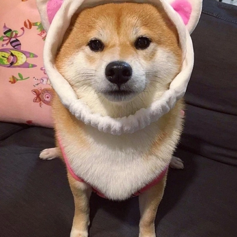  Tuyển tập ảnh meme chó hài hước khiến bạn cười nghiêng ngả 