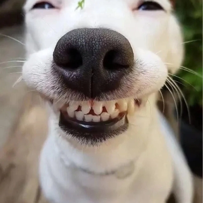 Pha biểu cảm huyền thoại từ meme chó cười nhe răng cực kỳ duyên dáng