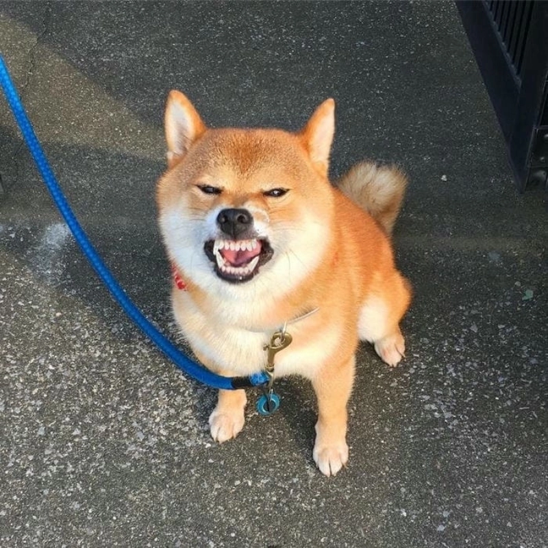 Cười xỉu với loạt meme chó hài trending tuần qua