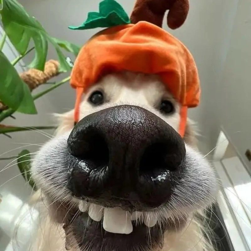 Dân mạng rần rần vì loạt meme chó hài hước đậm chất giải trí