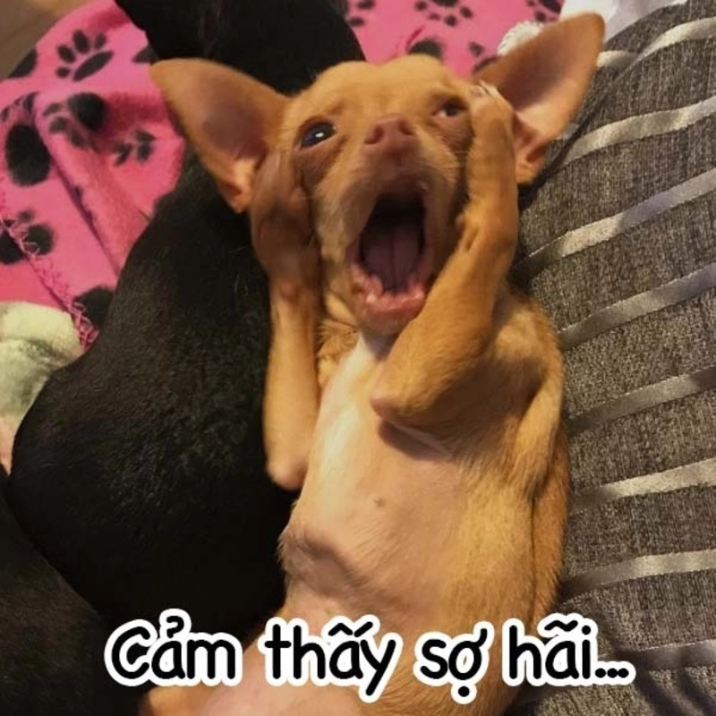 Biểu cảm mệt mỏi cực hài từ meme chó ôm đầu
