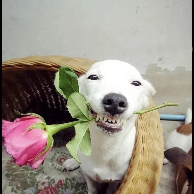 Bạch mã hoàng tử phiên bản chó trắng qua meme chó trắng