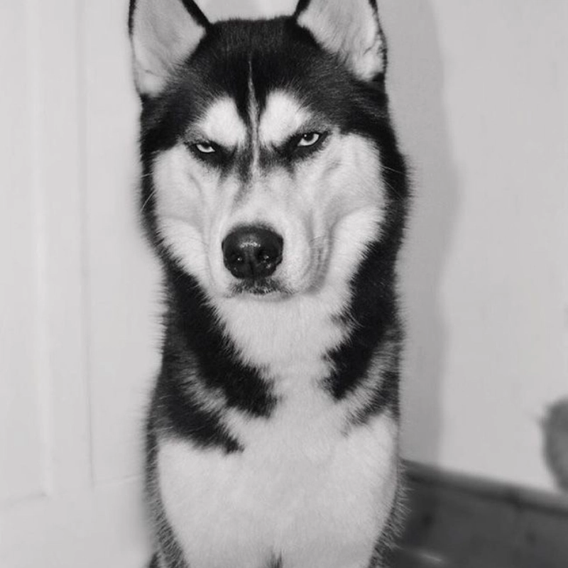 Biểu cảm khó đỡ từ meme chó husky ngáo ngơ mà đáng yêu