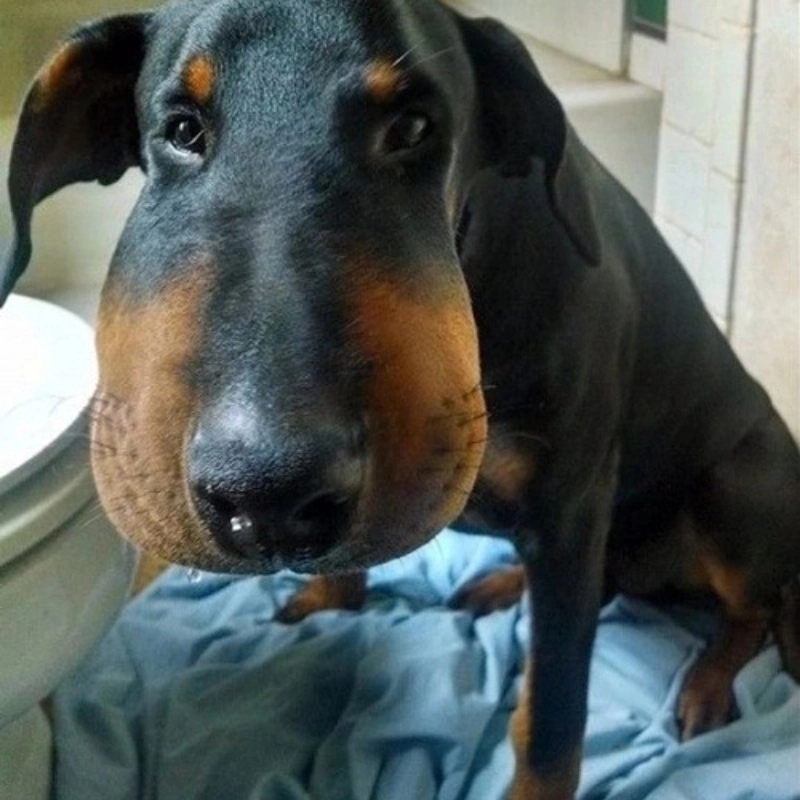 Đồng cảm sâu sắc với meme chó nghèo không có gì ngoài niềm tin