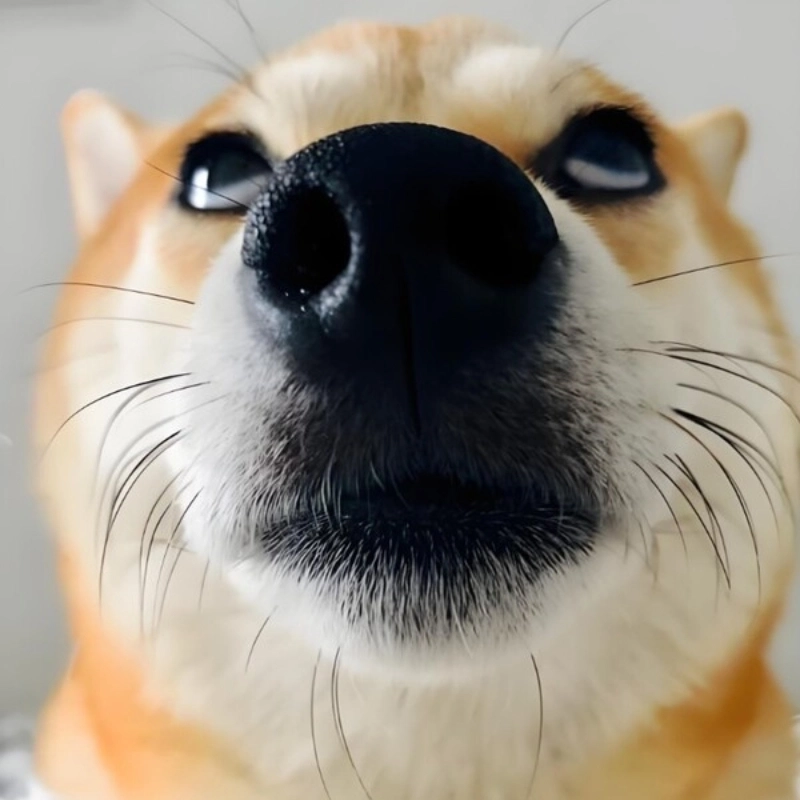 Cười rụng rốn với meme chó shiba cười không lối thoát